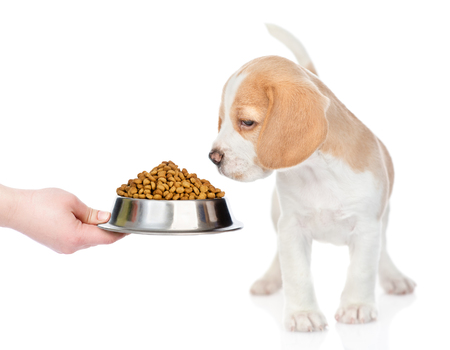 Alimentación Adecuada para Perros de Raza Pequeña
