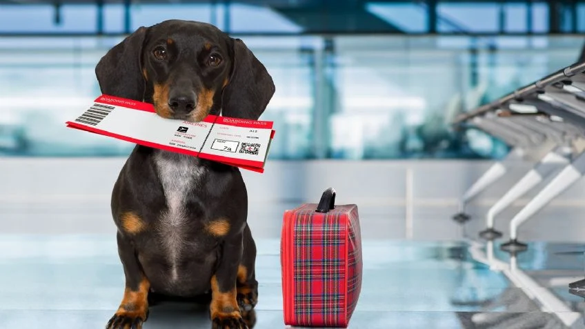 Bark Air: Servicios Exclusivos para Hacer que el Viaje de tu Perro sea Inolvidable