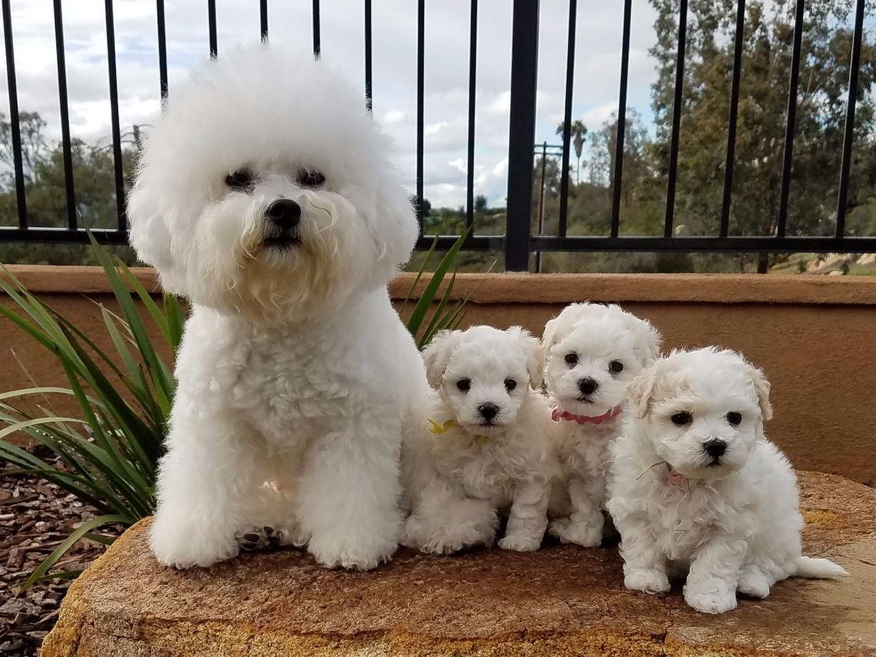 El Bichón Frisé 