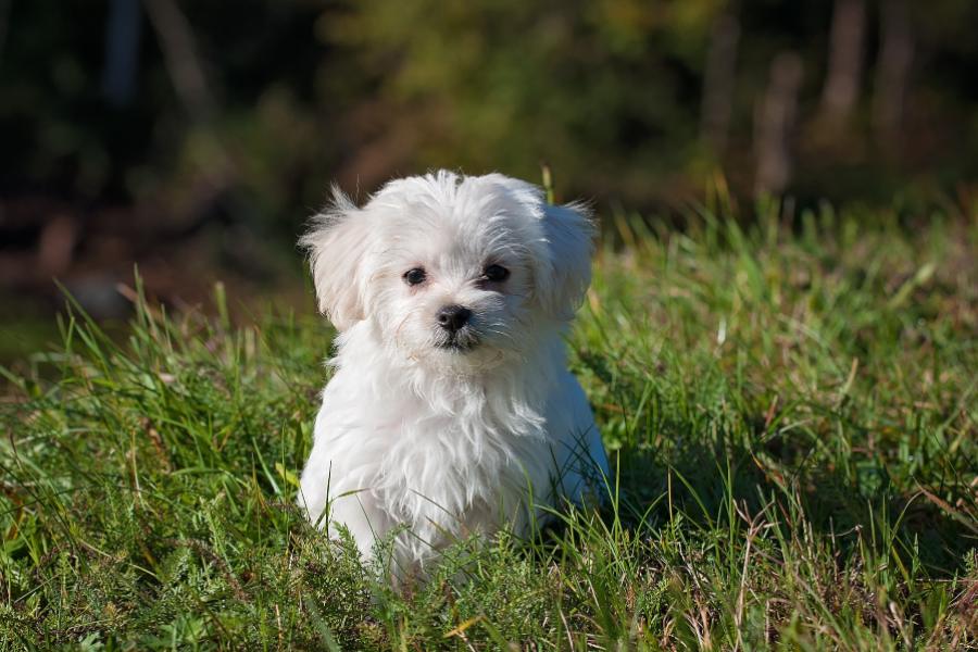 El Bichón Maltés es conocido por su pelaje blanco y esponjoso y su naturaleza juguetona