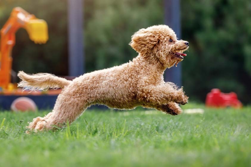 El Caniche Toy es una versión en miniatura del Caniche estándar y es conocido por su pelaje rizado y su inteligencia excepcional