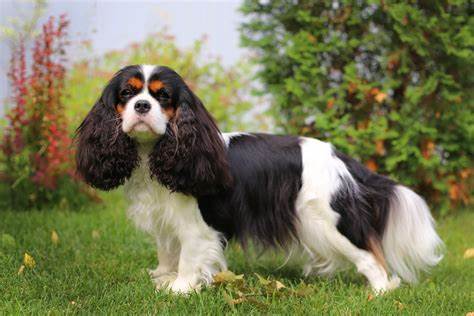 El Cavalier King Charles Spaniel es una raza encantadora y cariñosa 