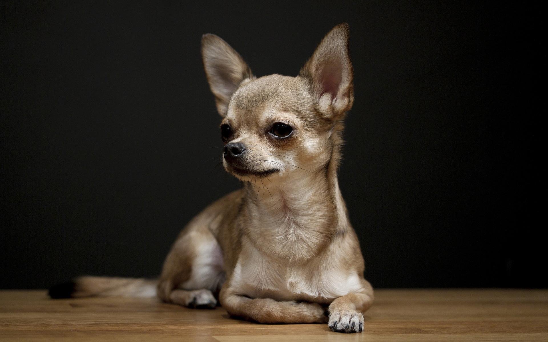 El Chihuahua es quizás una de las razas de perros pequeños más reconocidas y populares del mundo