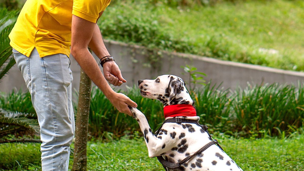 Cómo entrenar a tu perro para que haga trucos divertidos.