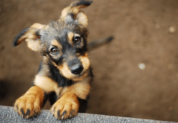 Guía completa para adoptar perros en Venezuela: Pasos, requisitos y consideraciones importantes