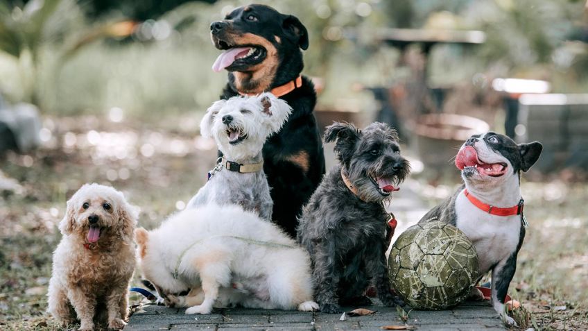 ¿Qué son los perros y características?