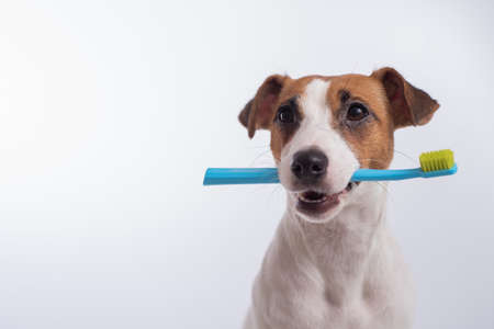 Salud Dental en Perros Pequeños