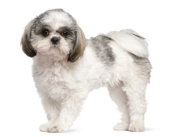 El Shih Tzu es una raza de perro pequeño y elegante que se originó en China