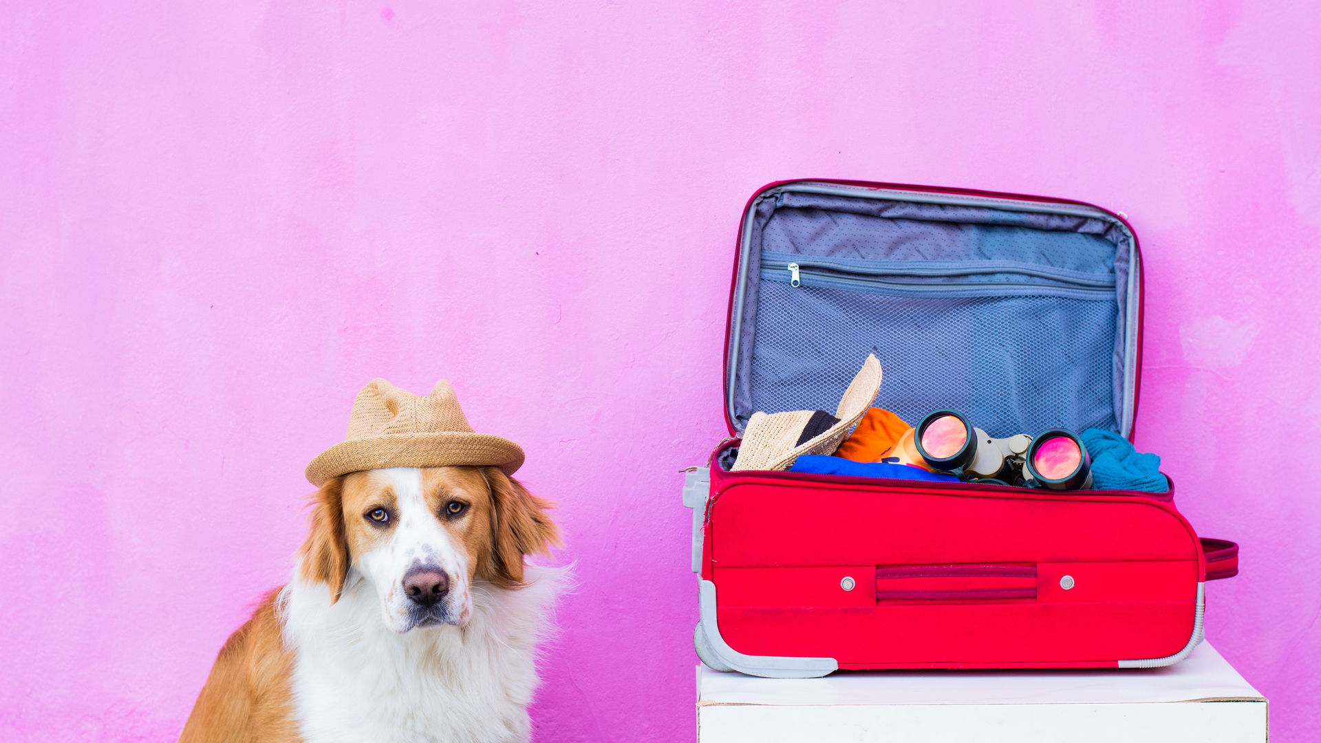 Viajar con tu Perro Pequeño