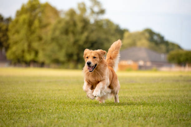 Video Cómo Educar a tu Golden Retriever