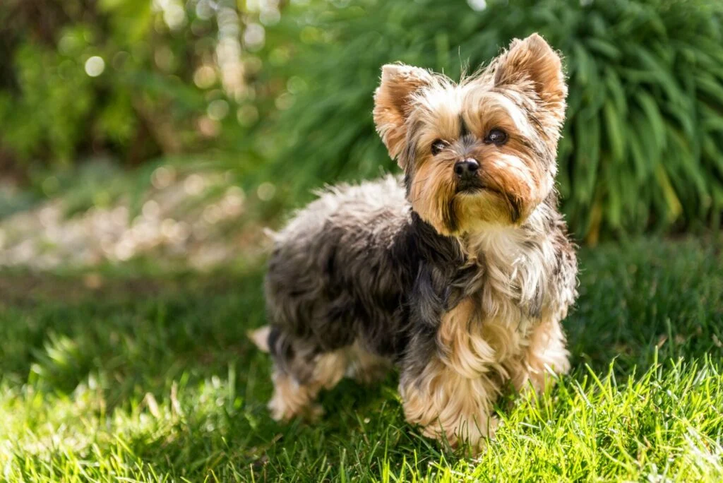 El Yorkshire Terrier es una raza elegante y graciosa que ha sido una favorita de las familias durante años