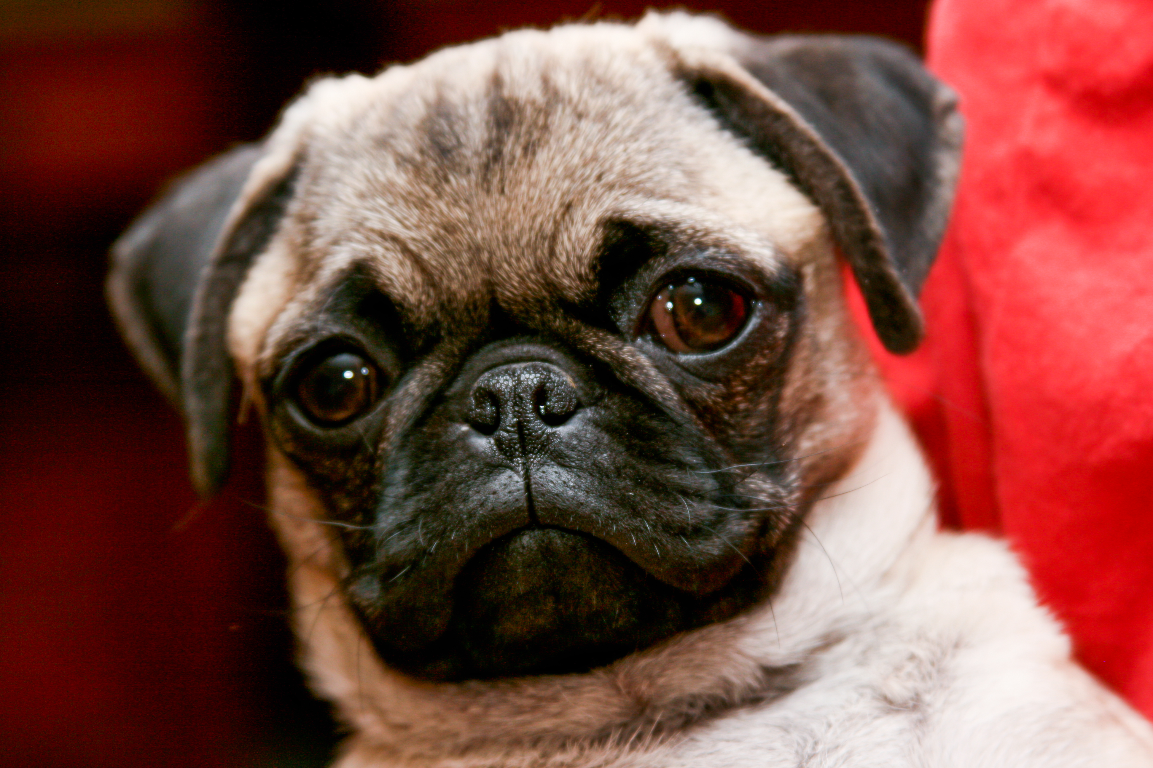 El Pug es una raza de perro pequeño y robusto 